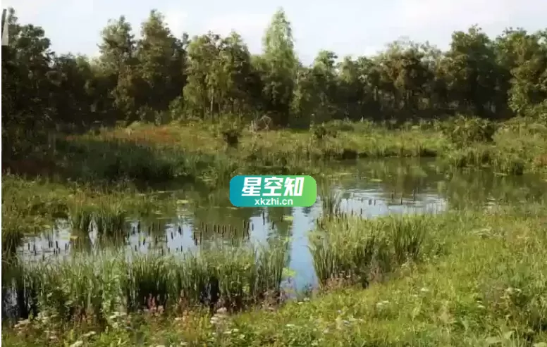 草甸森林树木生物群系 MW Meadow Forest Trees Biome-泽客网