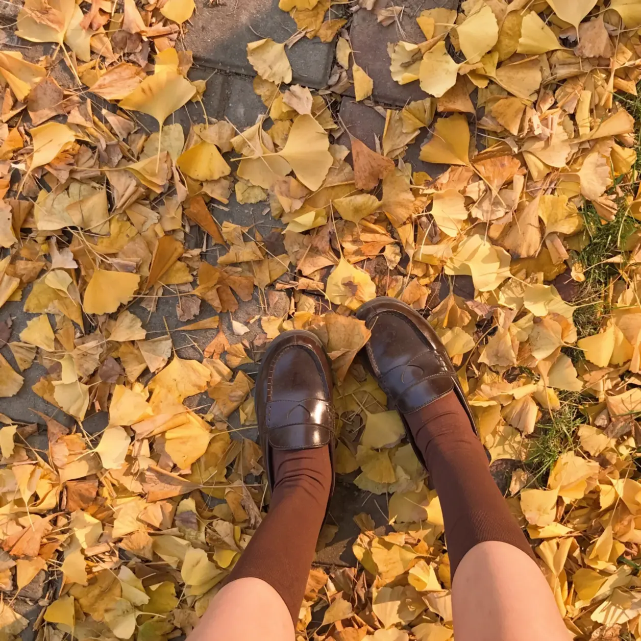 金色的阳光和金色的叶子，还有一个可爱的我-泽客网